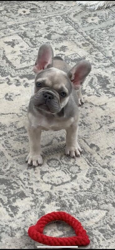 Female French bulldog for sale in Peterborough, Cambridgeshire