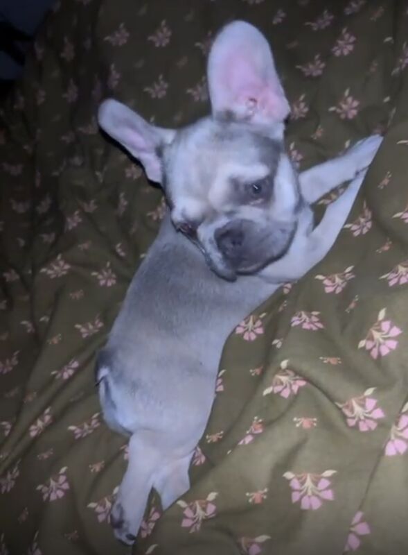 Female French bulldog for sale in Peterborough, Cambridgeshire - Image 2