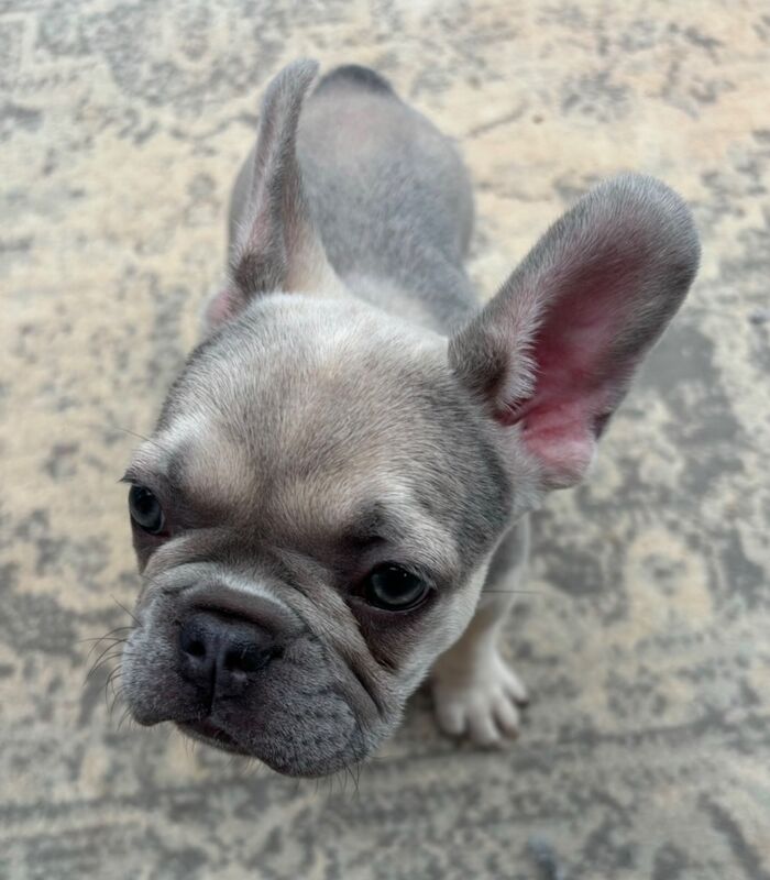 Female French bulldog for sale in Peterborough, Cambridgeshire - Image 3