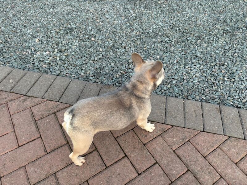 Female French bulldog for sale in Peterborough, Cambridgeshire - Image 6