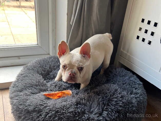 Female French bulldog 9 months old for sale in Tipton, West Midlands