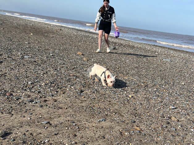 Female French bulldog 9 months old for sale in Tipton, West Midlands - Image 2