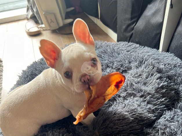 Female French bulldog 9 months old for sale in Tipton, West Midlands - Image 3