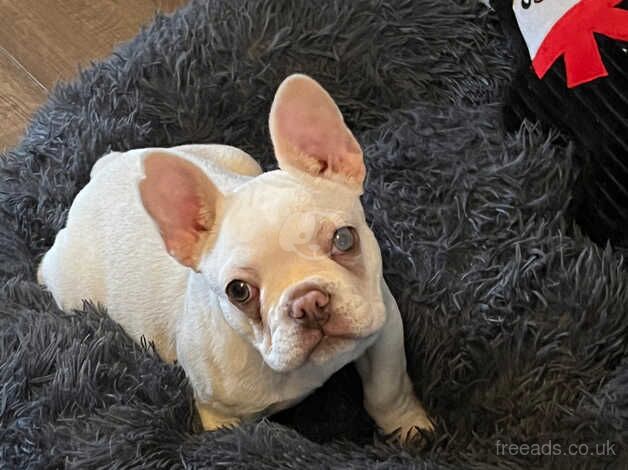 Female French bulldog 9 months old for sale in Tipton, West Midlands - Image 4