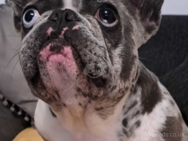 Female French bulldog age 3 for sale in Wolverhampton, West Midlands - Image 1