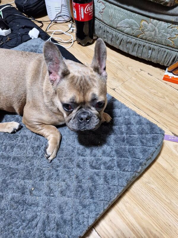 Female french bulldog for sale in Worksop, Nottinghamshire