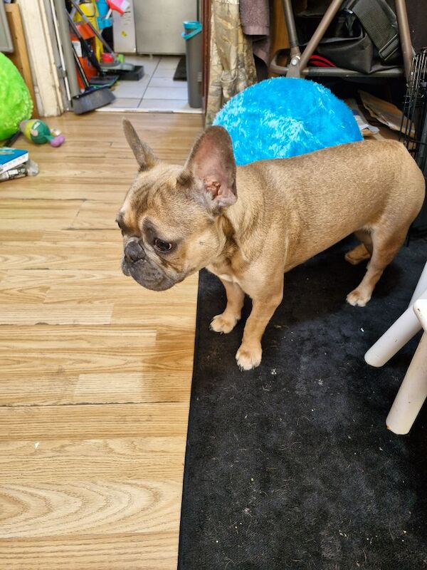 Female french bulldog for sale in Worksop, Nottinghamshire - Image 2