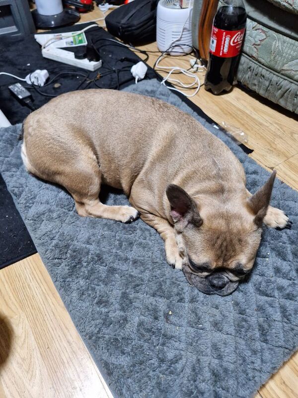 Female french bulldog for sale in Worksop, Nottinghamshire - Image 3