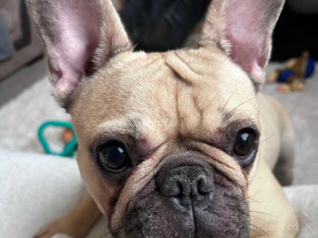 Female french bulldog for sale in Melton Mowbray, Leicestershire