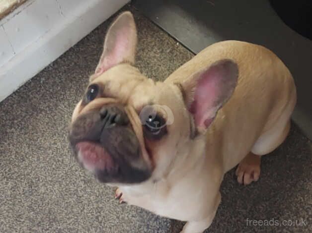 Female french bulldog for sale in Melton Mowbray, Leicestershire - Image 2