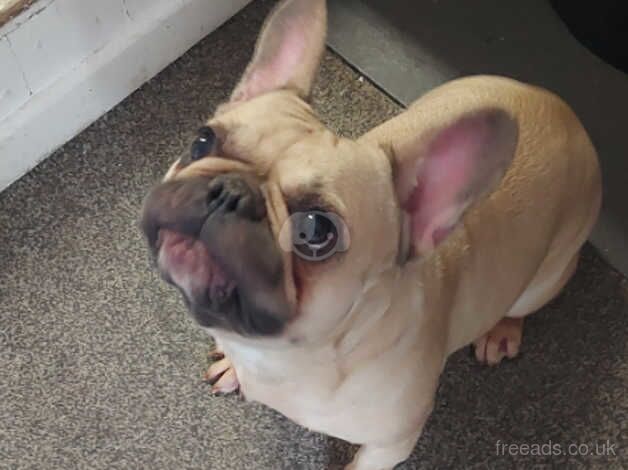 Female french bulldog for sale in Melton Mowbray, Leicestershire - Image 3