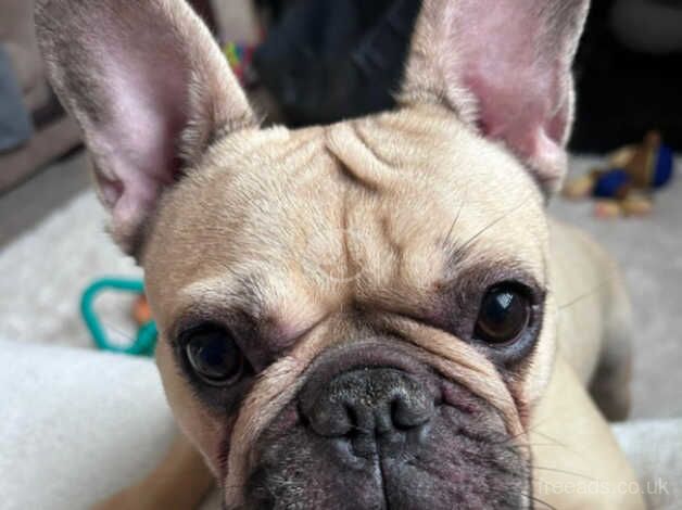 Female french bulldog for sale in Melton Mowbray, Leicestershire - Image 4