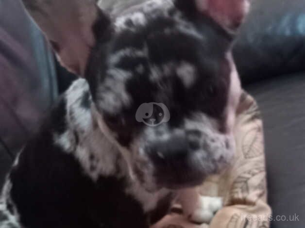 Female French bulldog for sale in Stanley, Perth and Kinross - Image 2