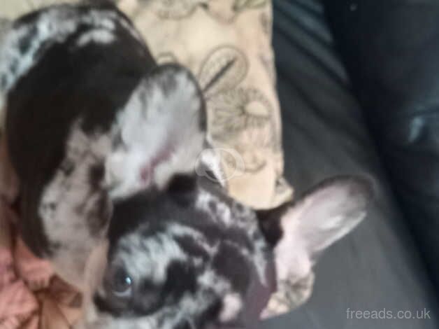 Female French bulldog for sale in Stanley, Perth and Kinross - Image 3