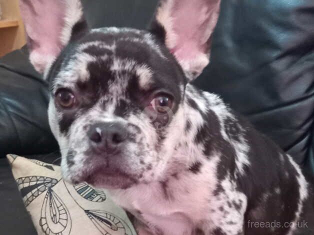 Female French bulldog for sale in Stanley, Perth and Kinross - Image 4