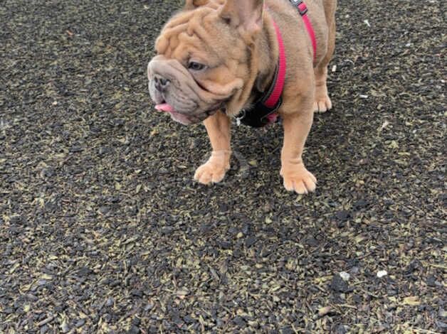 Female French bulldog kc registered for sale in Dundee City - Image 2