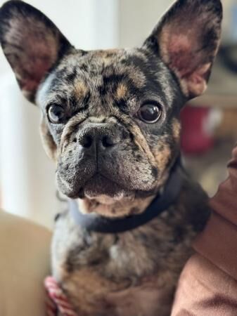 Female French Bulldog - Looking for a new home. for sale in Bishop's Cleeve, Gloucestershire