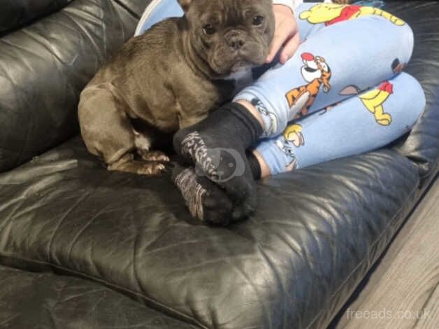 Female frenchbull dog for sale in Cambridge, Scottish Borders