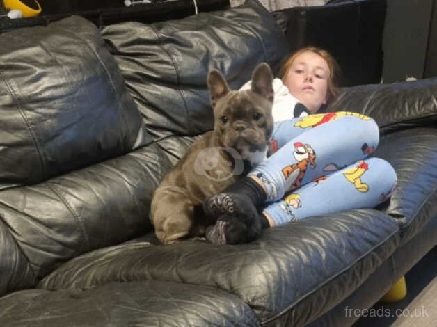 Female frenchbull dog for sale in Cambridge, Scottish Borders - Image 2