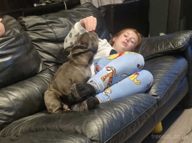 Female frenchbull dog for sale in Cambridge, Scottish Borders - Image 3