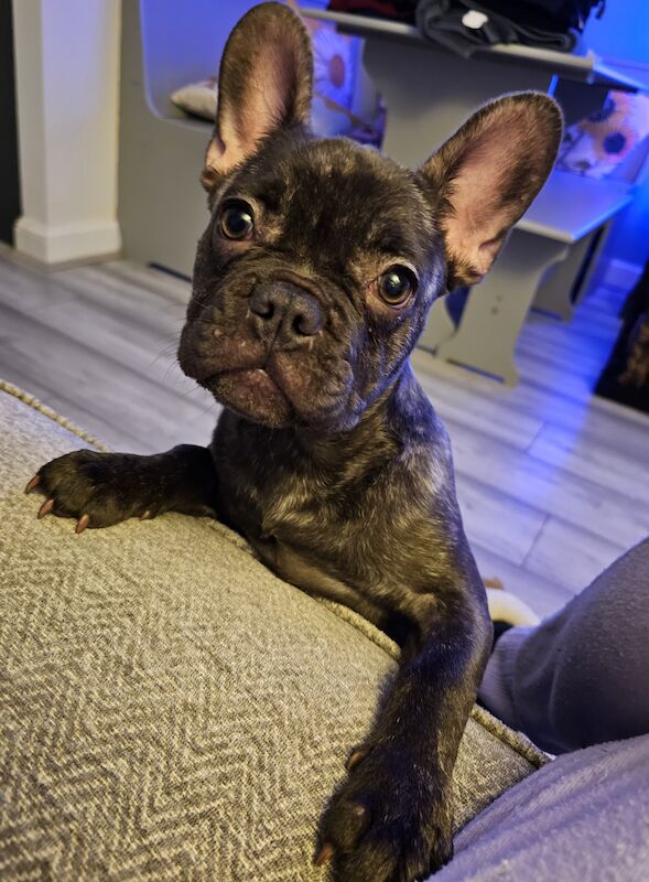 Brindle french store bulldog for sale