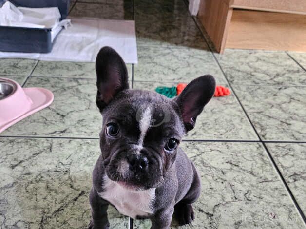 Female frenchie bulldog for sale in Birmingham, West Midlands - Image 3