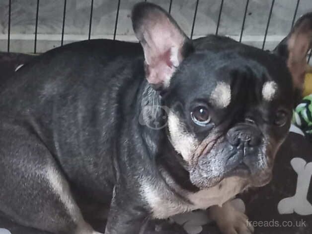 Female frenchie for sale in Oldbury, Shropshire