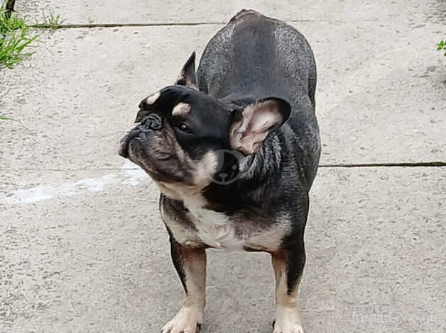 Female frenchie for sale in Oldbury, Shropshire - Image 2