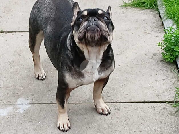 Female frenchie for sale in Oldbury, Shropshire - Image 3