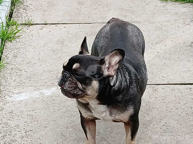 Female frenchie for sale in Oldbury, Shropshire - Image 4