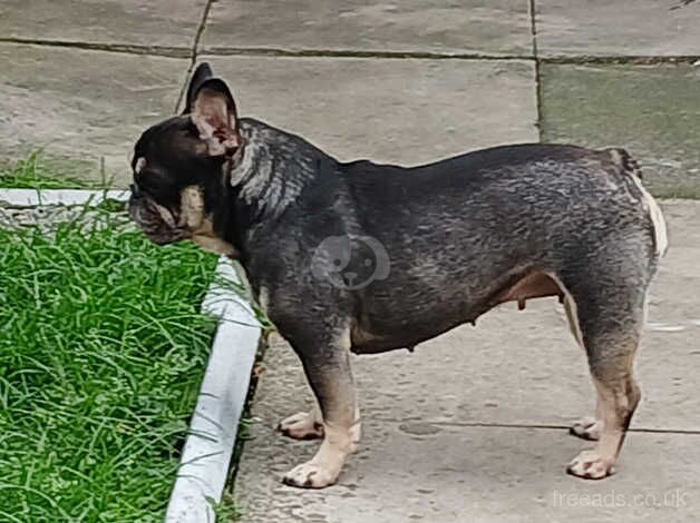 Female frenchie for sale in Oldbury, Shropshire - Image 5