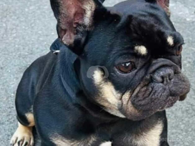 Female frenchie for sale in Liskeard, Cornwall - Image 3