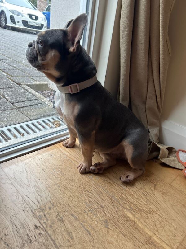 Female lilac 3year old for sale in Lisburn, Lisburn