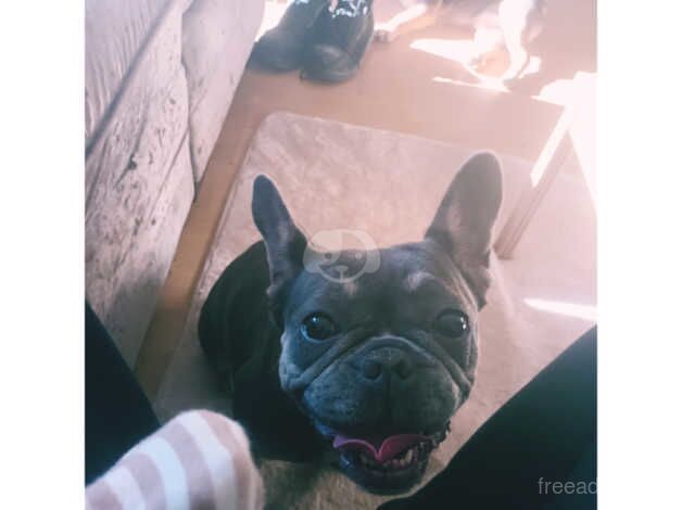 Female lilca and tan French bulldog for sale in Neath Abbey, Neath Port Talbot