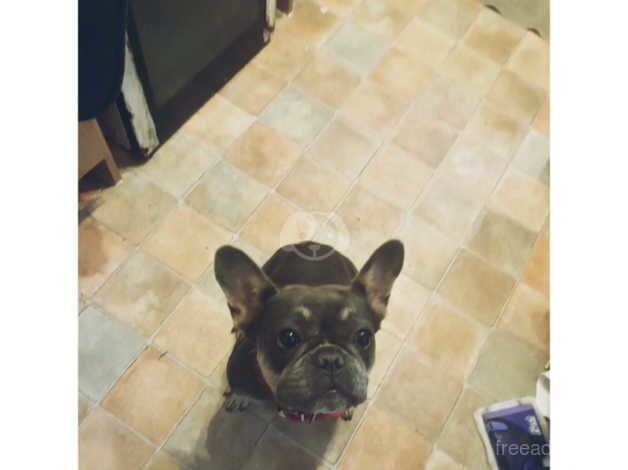 Female lilca and tan French bulldog for sale in Neath Abbey, Neath Port Talbot - Image 2