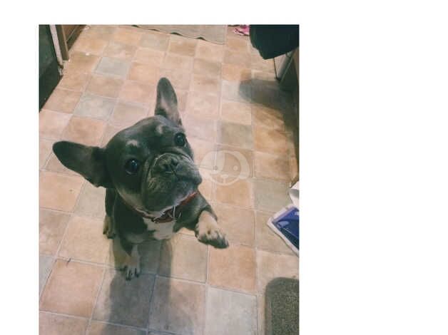 Female lilca and tan French bulldog for sale in Neath Abbey, Neath Port Talbot - Image 3