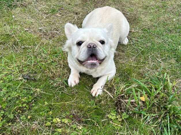 Fluffy French bulldog for sale in Barnsley, South Yorkshire