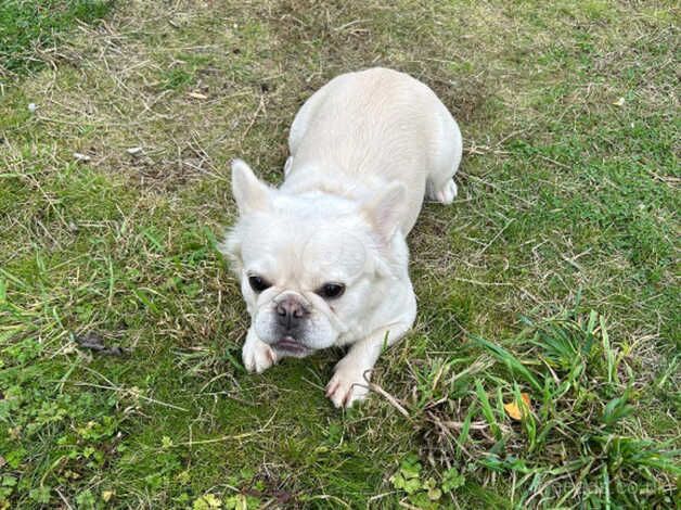 Fluffy French bulldog for sale in Barnsley, South Yorkshire - Image 2