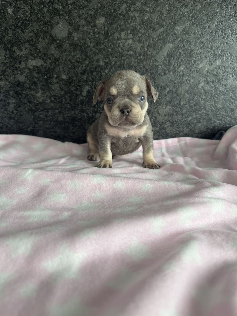 Fluffy French bulldog pups for sale in SS17 8DD - Image 1