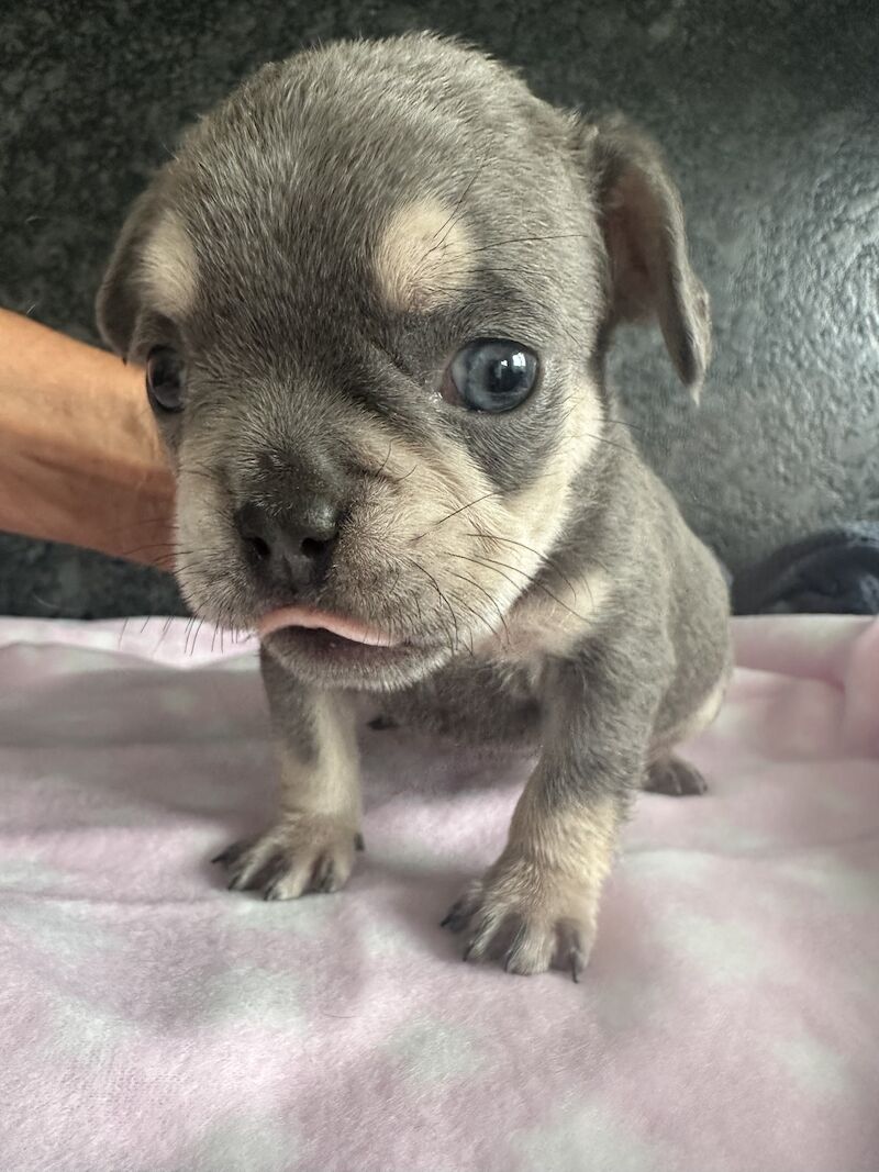 Fluffy French bulldog pups for sale in SS17 8DD - Image 2