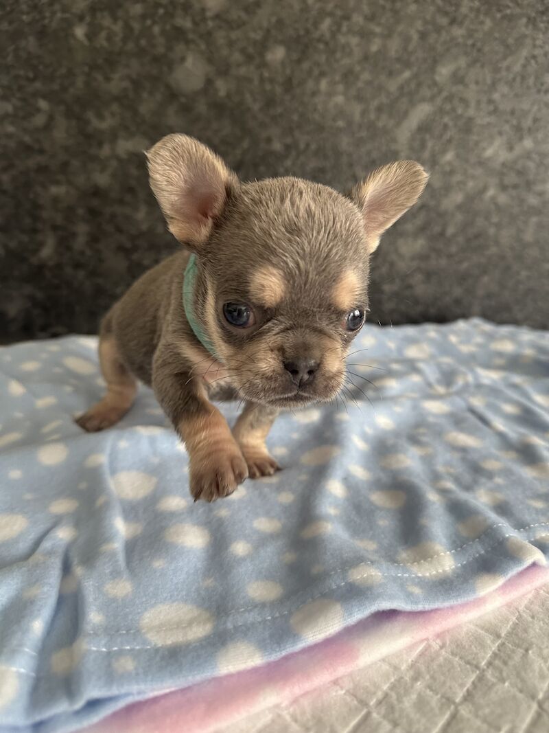 Fluffy French bulldog pups for sale in SS17 8DD - Image 3