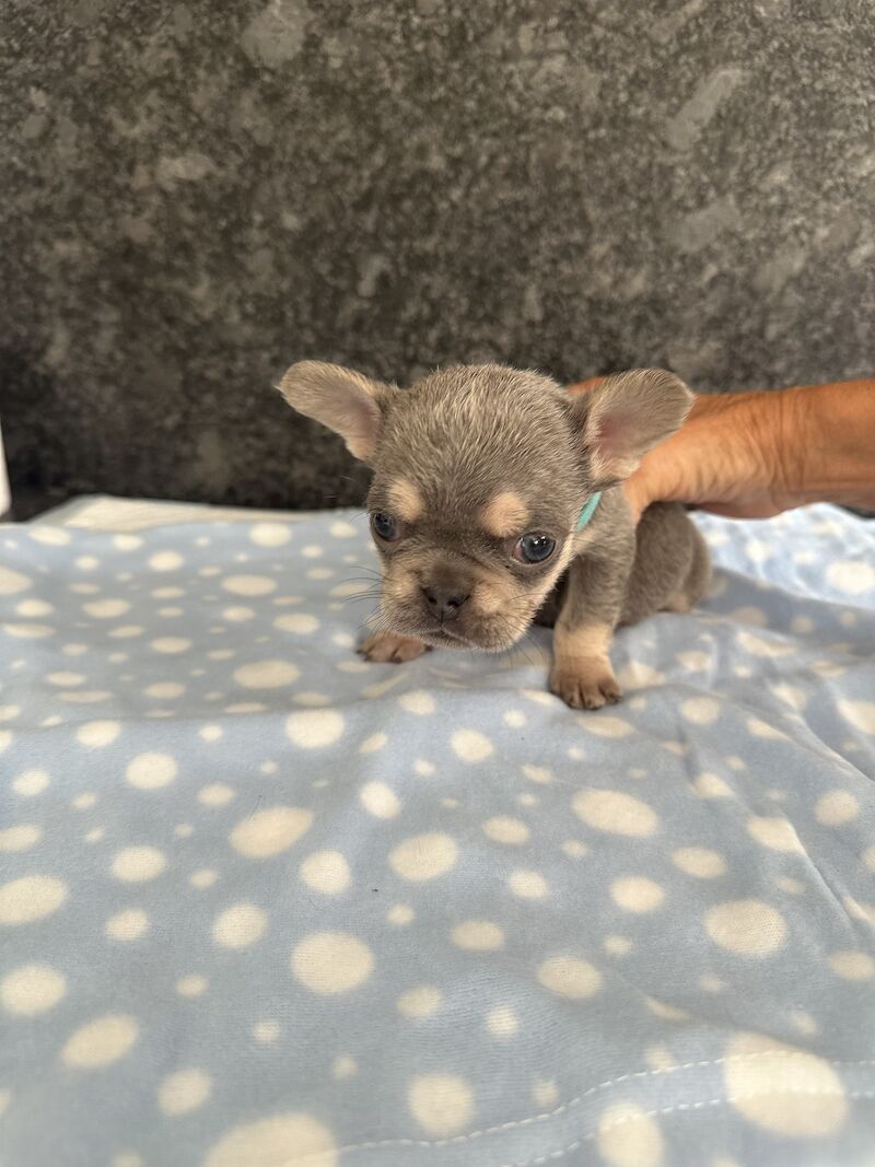 Fluffy French bulldog pups for sale in SS17 8DD - Image 4