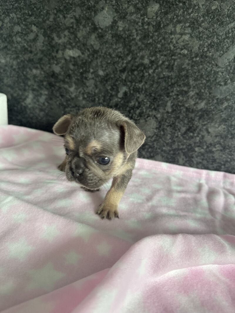 Fluffy French bulldog pups for sale in SS17 8DD - Image 5