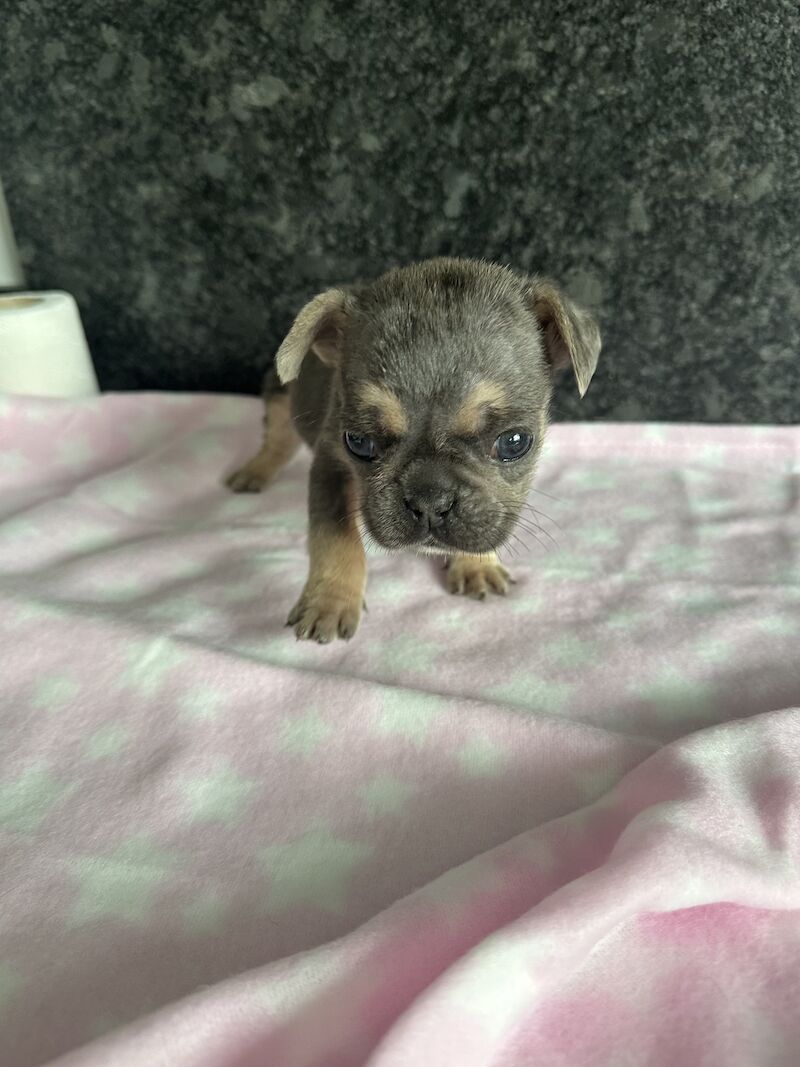 Fluffy French bulldog pups for sale in SS17 8DD - Image 6