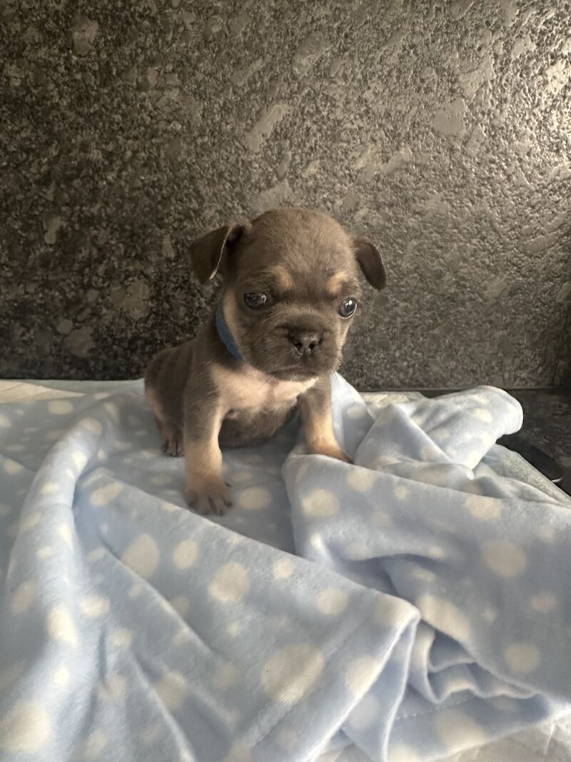 Fluffy French bulldog pups for sale in SS17 8DD - Image 8