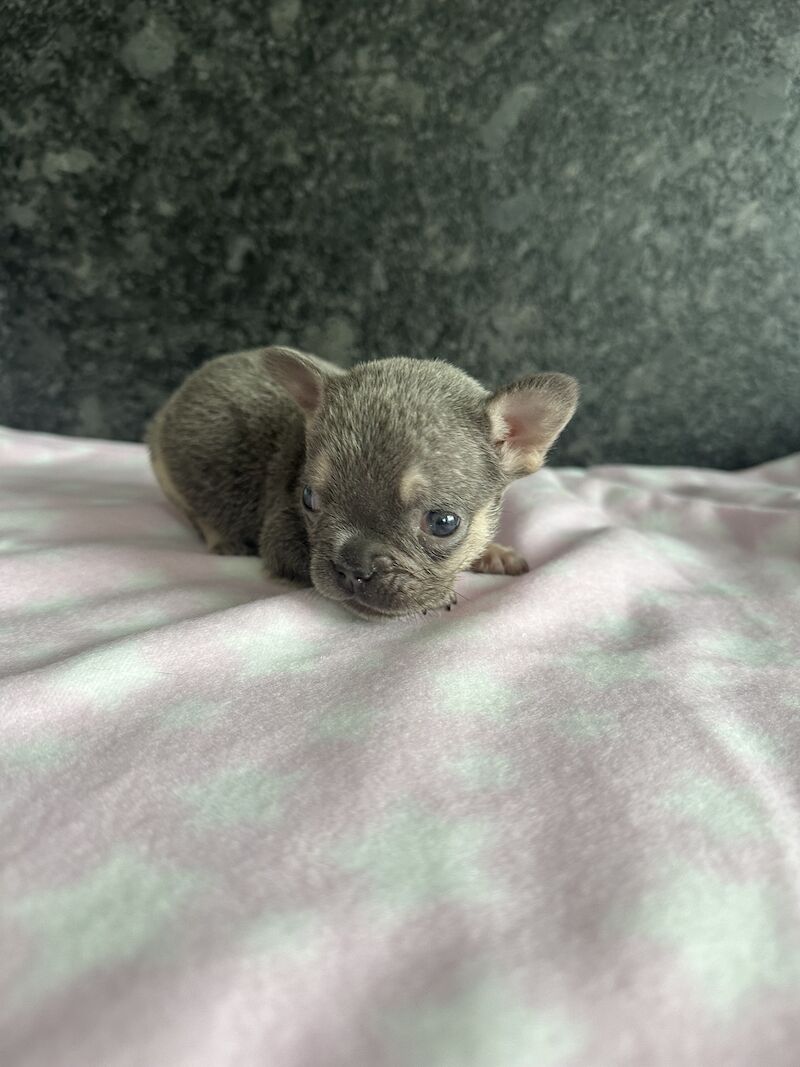 Fluffy French bulldog pups for sale in SS17 8DD - Image 10