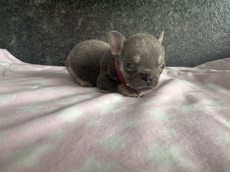 Fluffy French bulldog pups for sale in SS17 8DD - Image 11