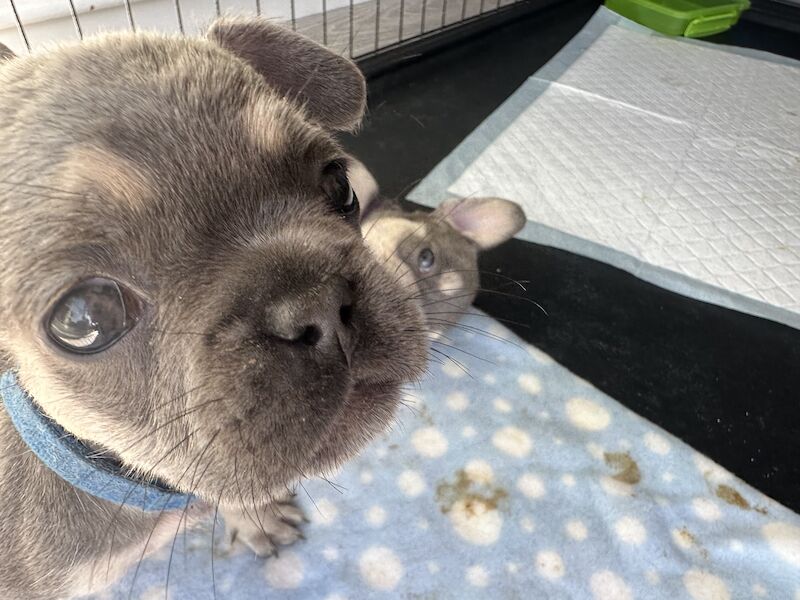 Fluffy French bulldog pups for sale in SS17 8DD - Image 13