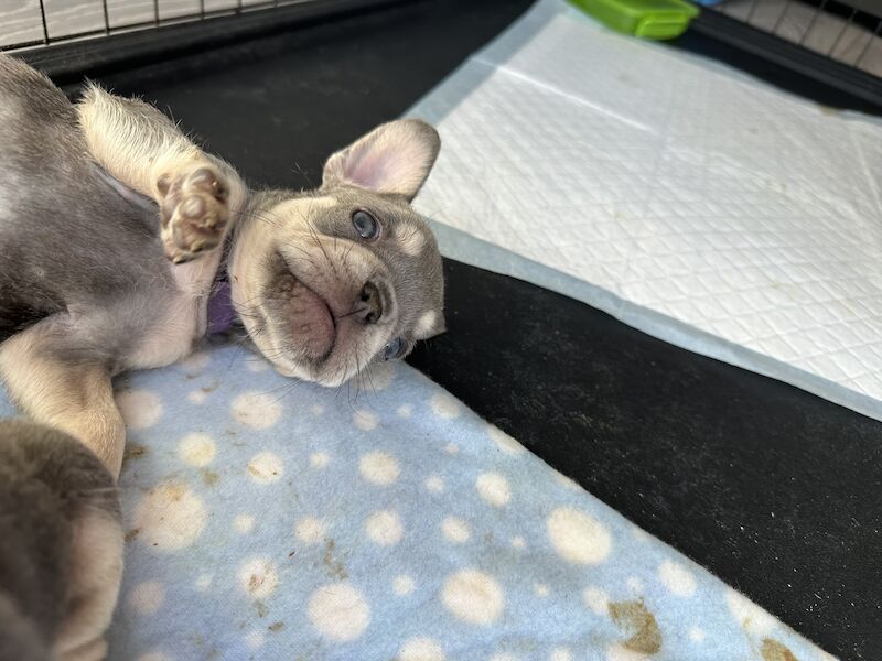 Fluffy French bulldog pups for sale in SS17 8DD - Image 14