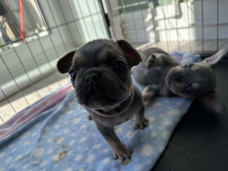 Fluffy French bulldog pups for sale in SS17 8DD - Image 15